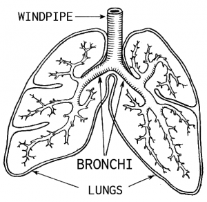 Lungs Clip Art Download.