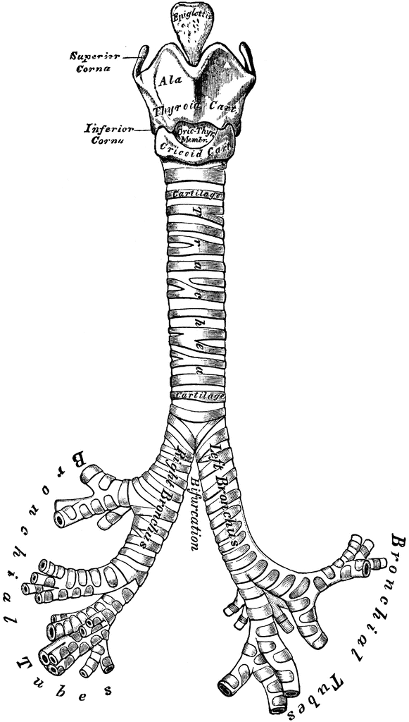 Front View of the Cartilages of the Larynx, Trachea and.