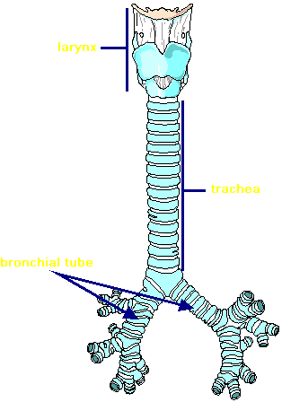 Trachea and Bronchial Tubes.