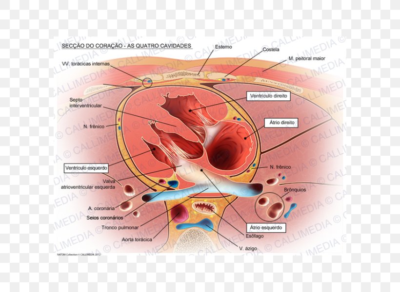 Heart Valve Right Atrium Aorta Anatomy, PNG, 600x600px.