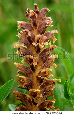 Broomrape Stock Photos, Royalty.