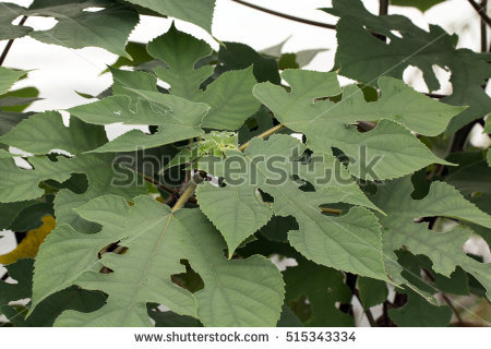 Paper Mulberry Tree Stock Photos, Royalty.