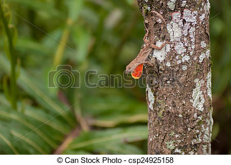Stock Images of Brown Anole Lizard on a Tree.