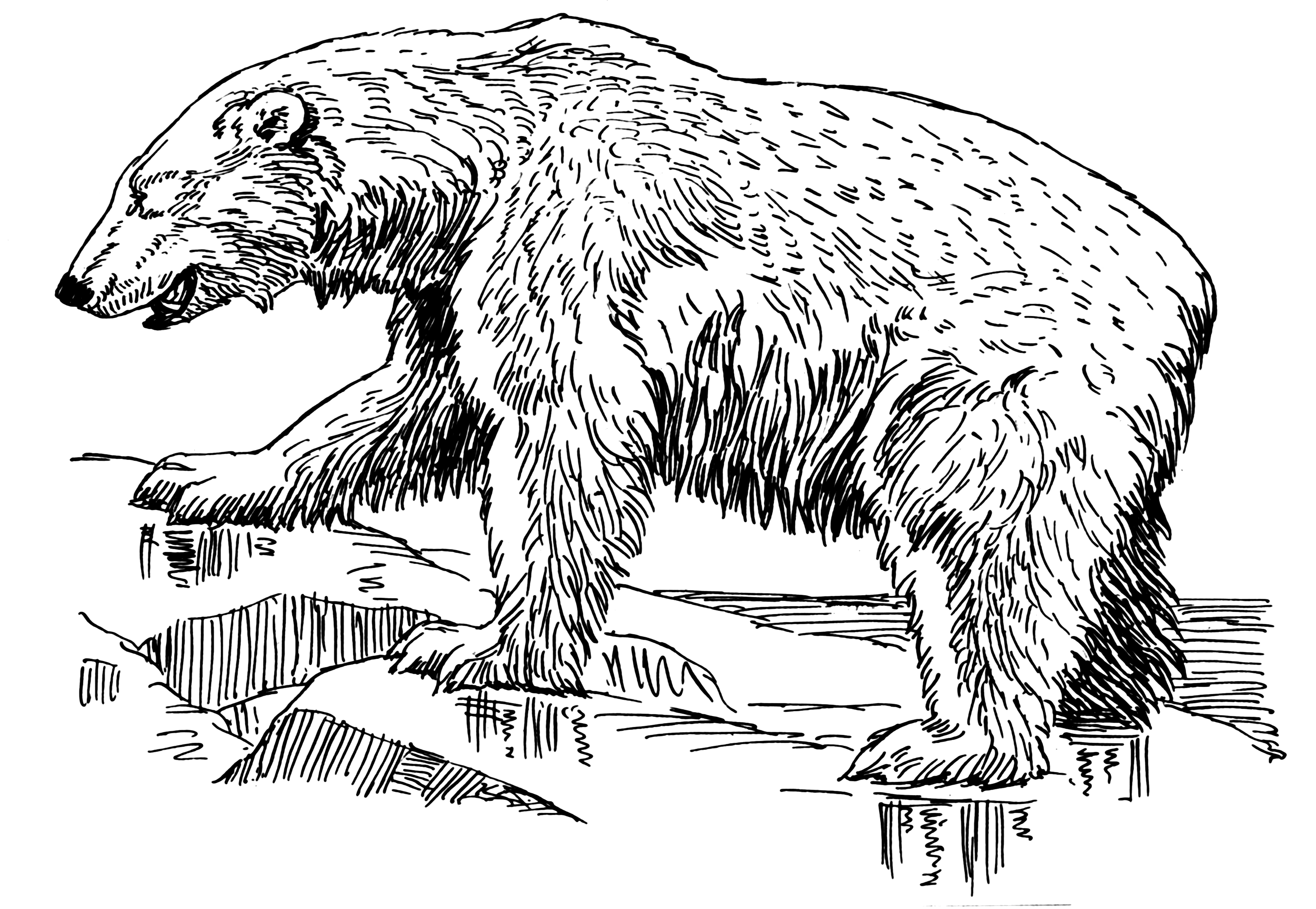 Polar Bear Drawing.
