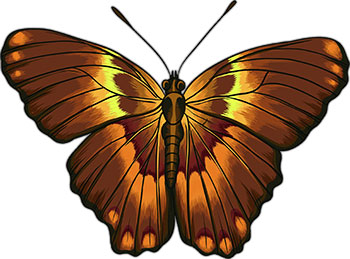 Brown butterfly clipart.