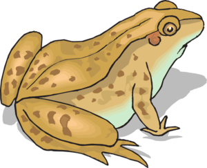 Brown Frog Clipart.