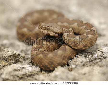 Horned Viper Stock Images, Royalty.