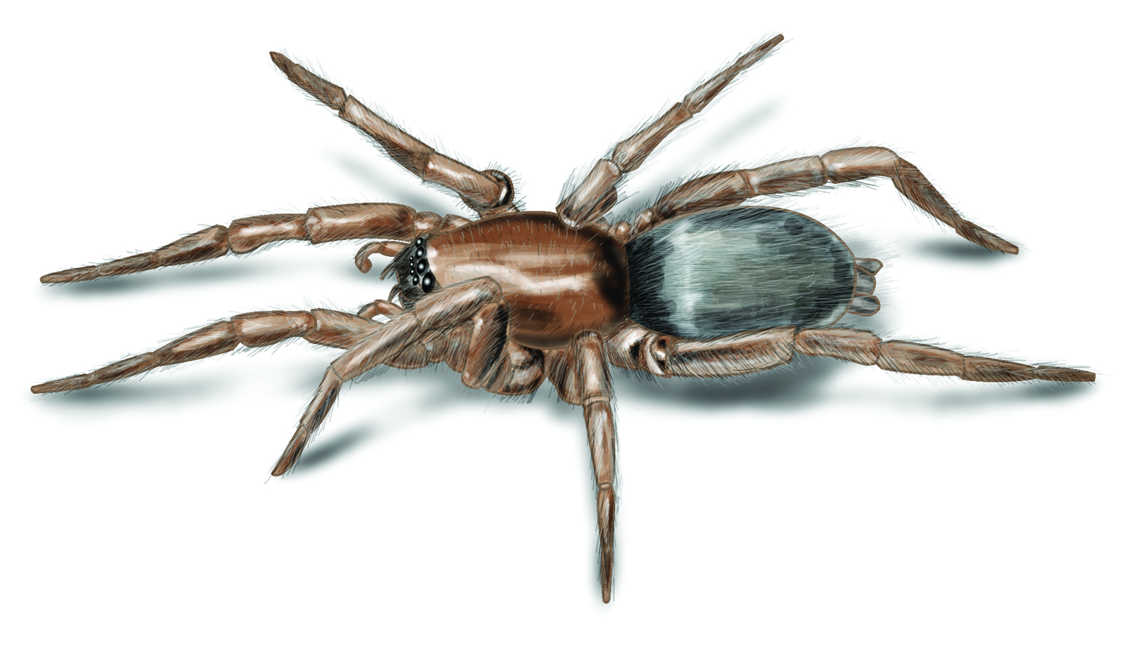 Spider Illustration.