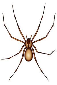 Brown Recluse Spider Bite: Pictures, Images & Symptoms.
