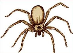 Free Brown Recluse Spider Clipart.
