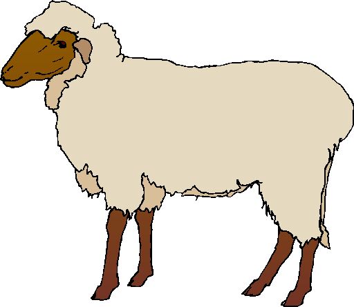 Sheep realistic clipart.