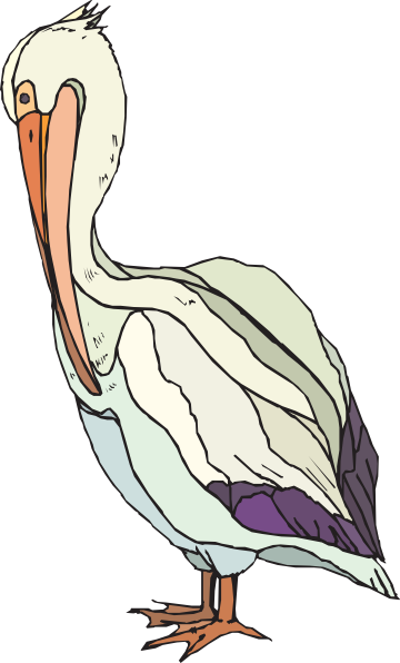 Clipart pelican.