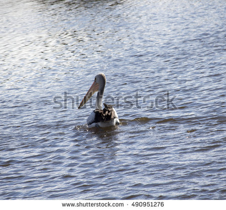 Pelecanidae Stock Photos, Royalty.