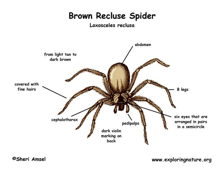 Brown Recluse Spider.