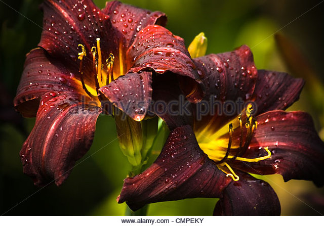 Dark Red Daylily Stock Photos & Dark Red Daylily Stock Images.