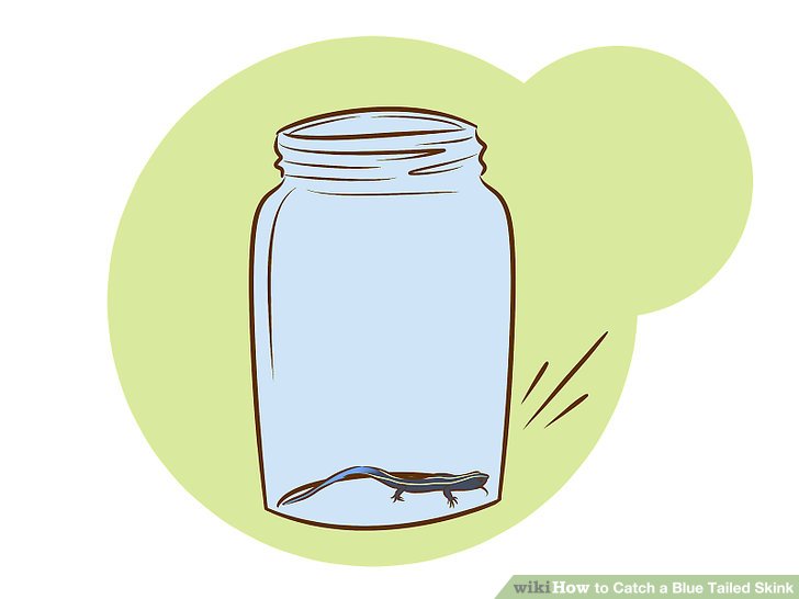 3 Ways to Catch a Blue Tailed Skink.