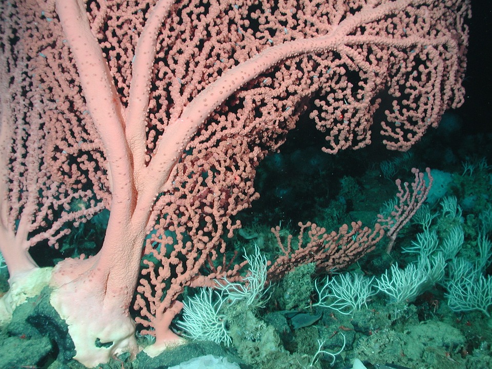 Coral, Plant.