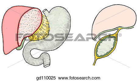 Stock Illustration of Diagram of lesser omentum and its.