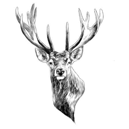 13,493 Deer Head Stock Illustrations, Cliparts And Royalty Free Deer.