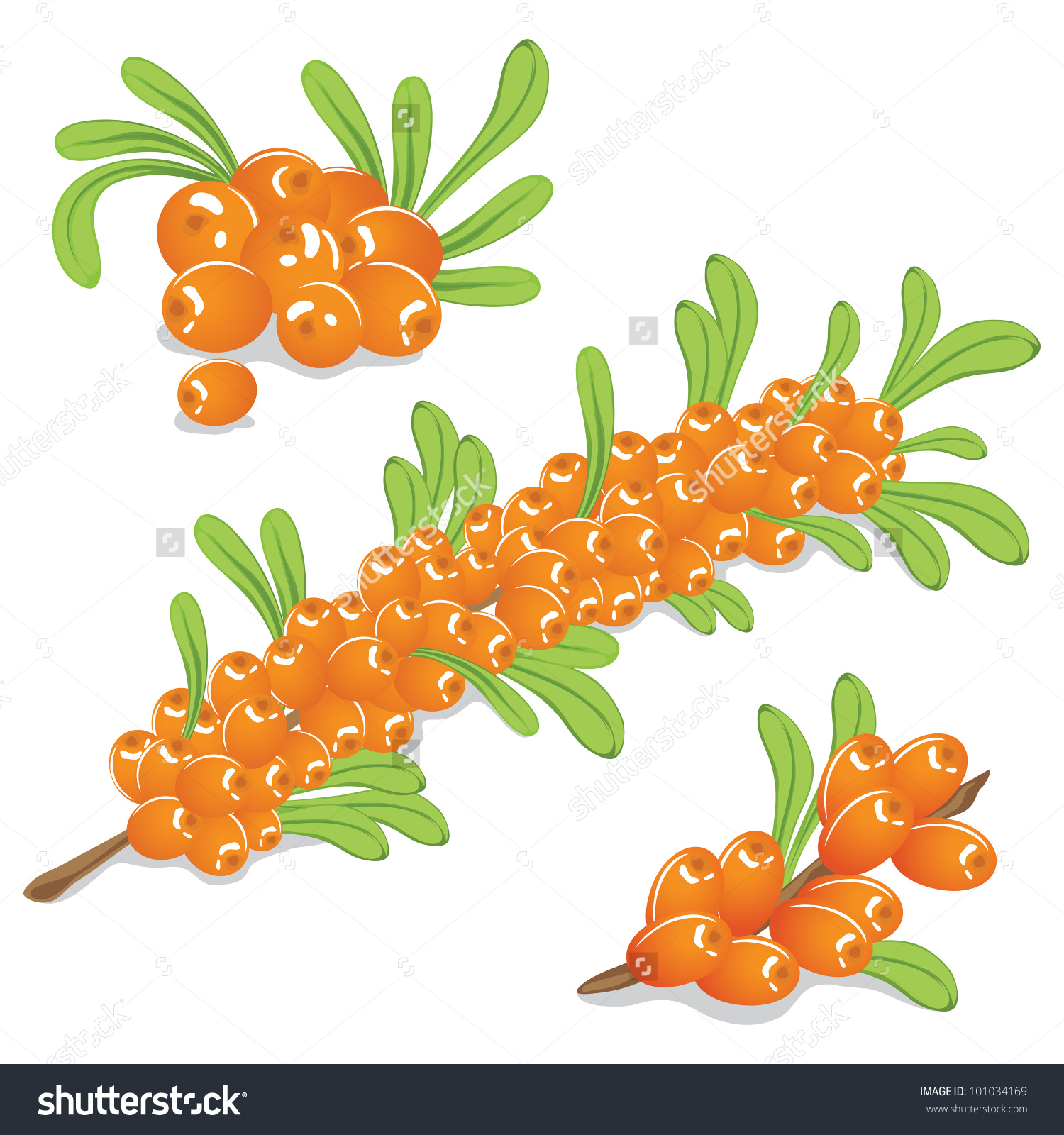 Sea ??Buckthorn Berries On A White Background Stock Vector.