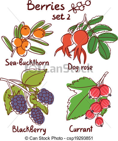 Clipart Vector of Sea buckthorn, dog rose, blackberry and currant.
