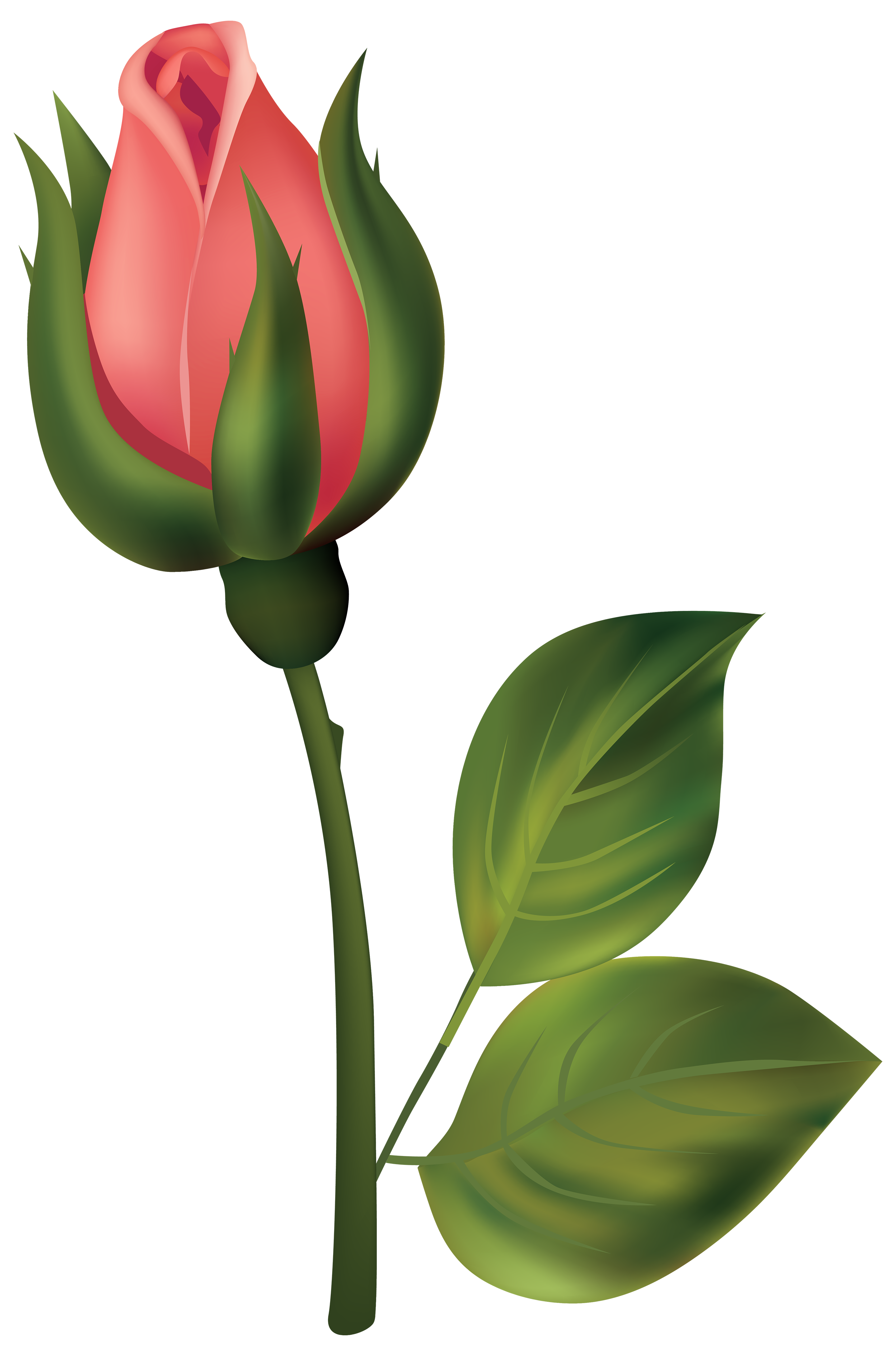 Rose buds clipart.