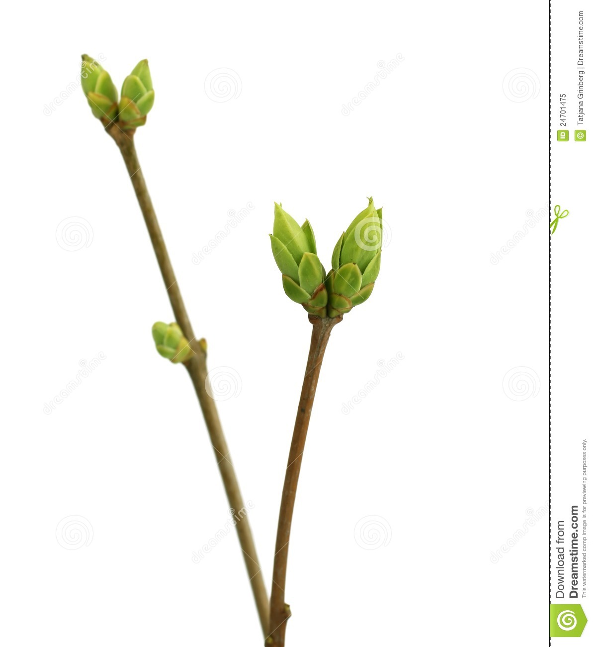 flower bud clip art - Clipground