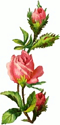 Free Rose Clipart.