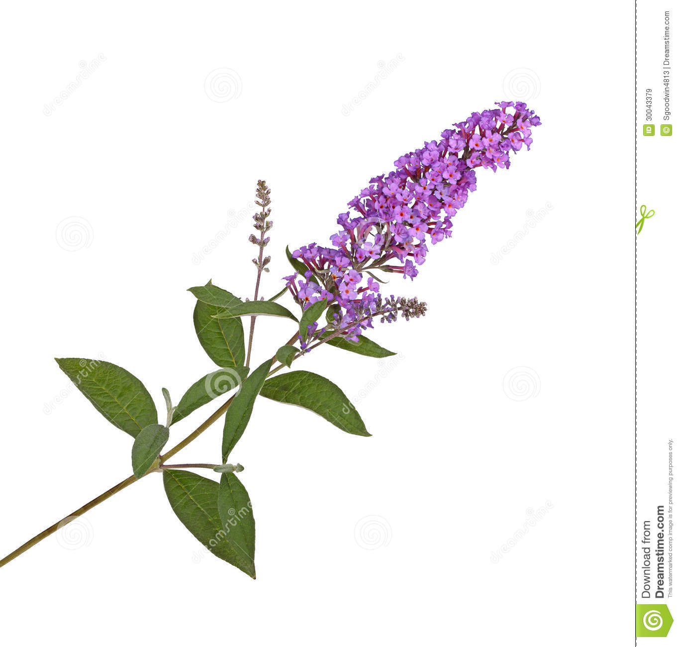 Butterfly bush clipart.