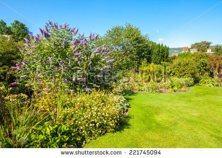 Buddleia Stock Photos, Royalty.