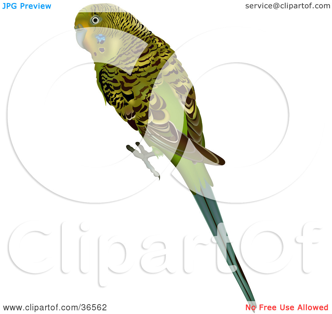 Clipart Illustration of a Green Budgerigar, Shell Parakeet, Or.