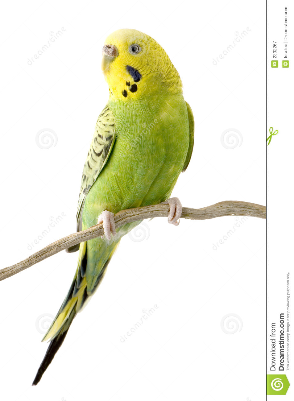 Budgerigar parakeet clipart 20 free Cliparts Download