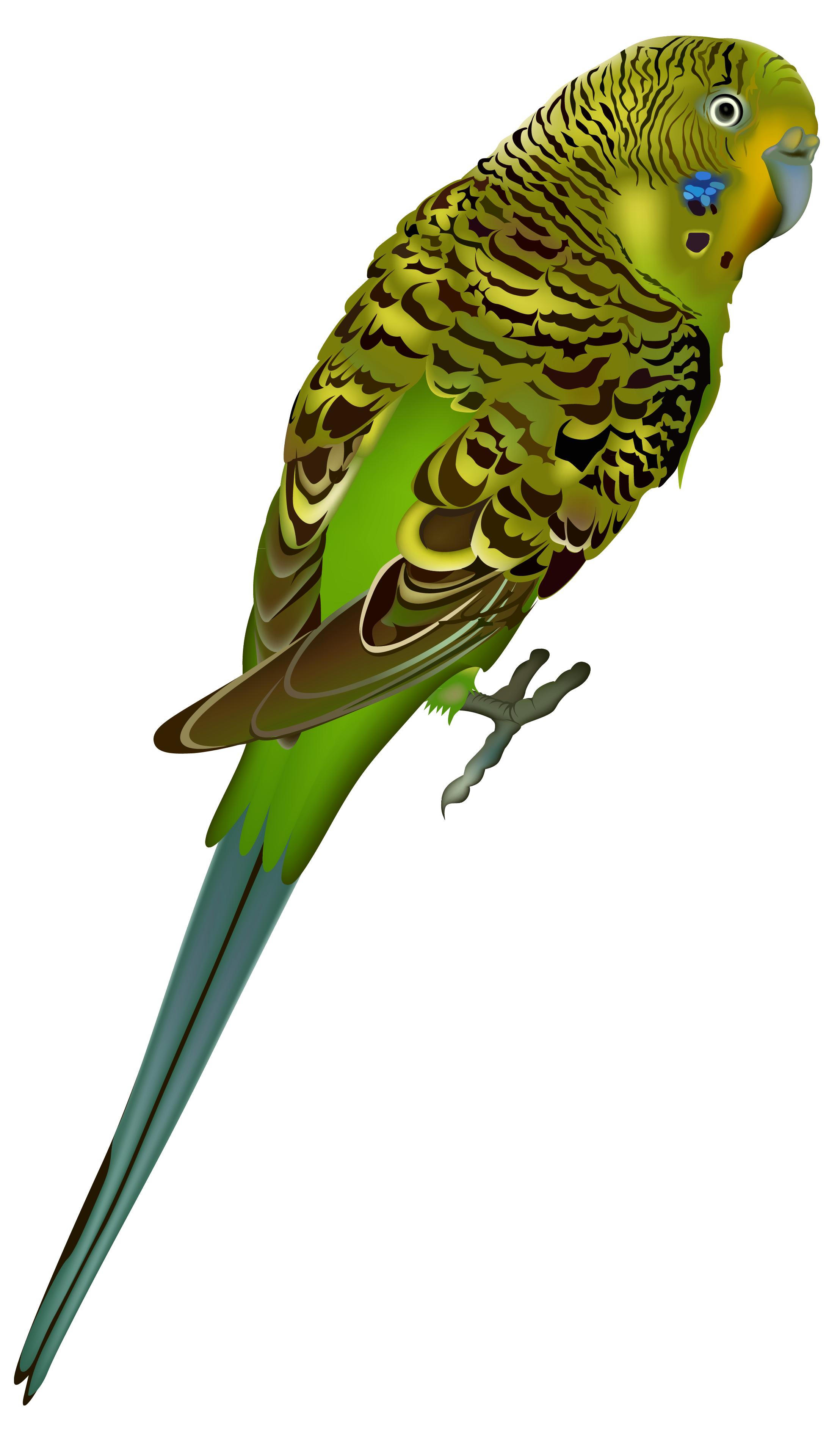Budgie Clipart.