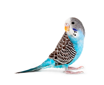 budgie png 20 free Cliparts | Download images on Clipground 2021