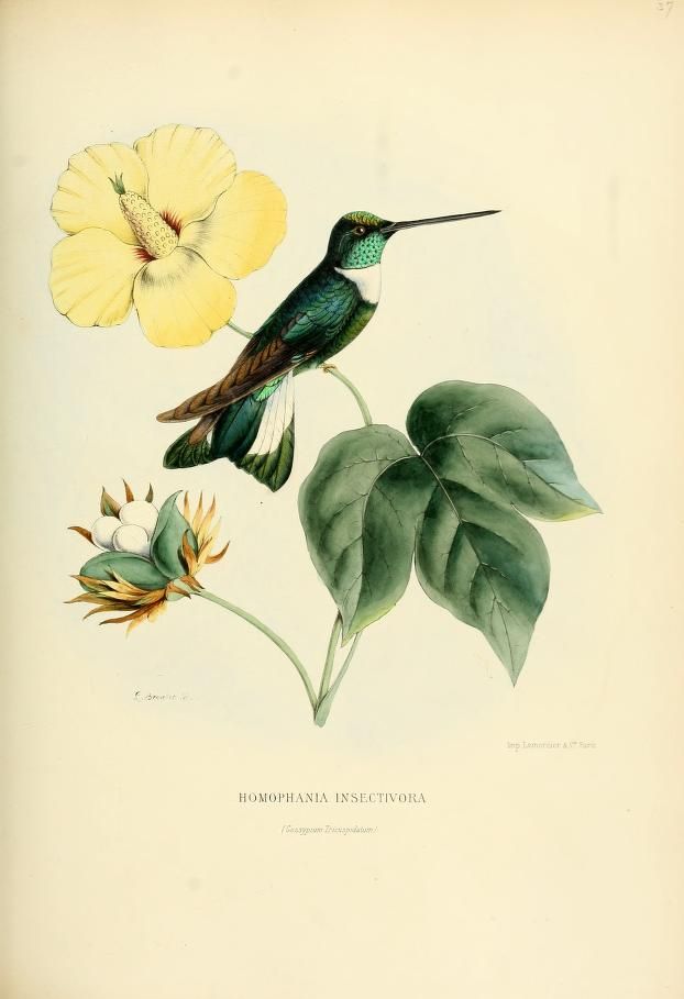 1000+ images about Hummingbirds: Natural History on Pinterest.
