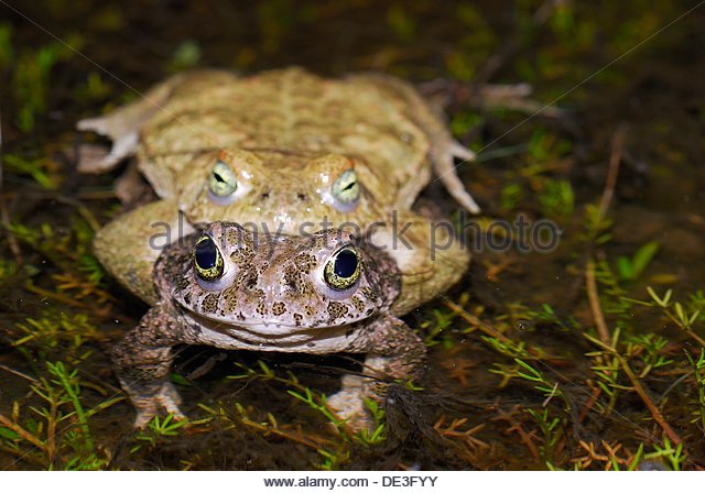 Toad Female Female Stock Photos & Toad Female Female Stock Images.