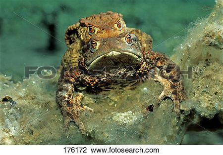 Stock Photo of European Common Toad (Bufo bufo), mating under.