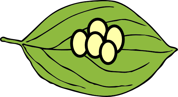 Butterfly Larva Clipart.