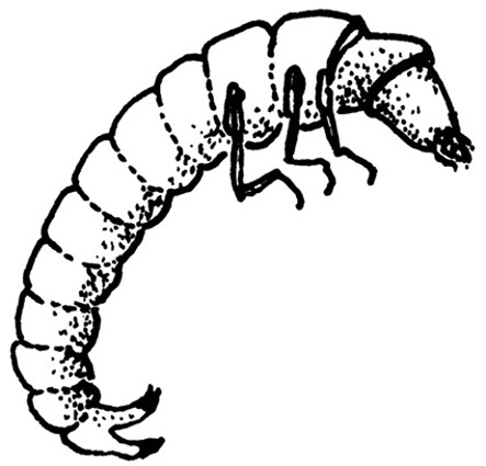 Larva Clipart.