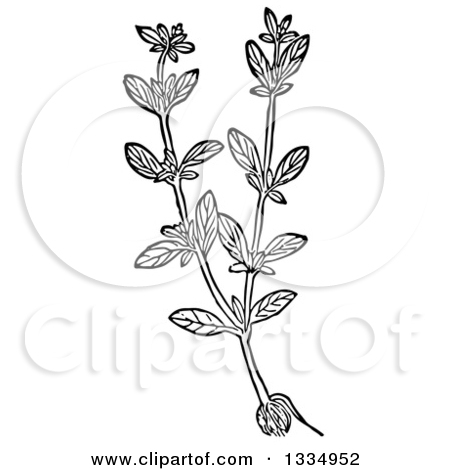 Clipart of a Black and White Woodcut Herbal Medicinal Bugloss.