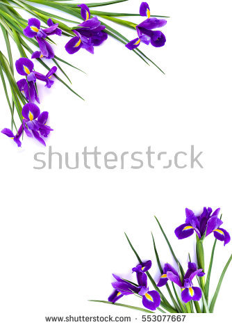Bulbous Irises Stock Photos, Royalty.
