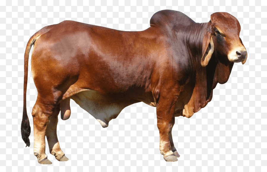 bull png clipart Cattle Bull clipart.