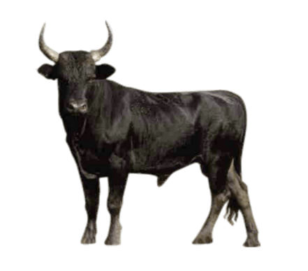 bull png 20 free Cliparts | Download images on Clipground 2021