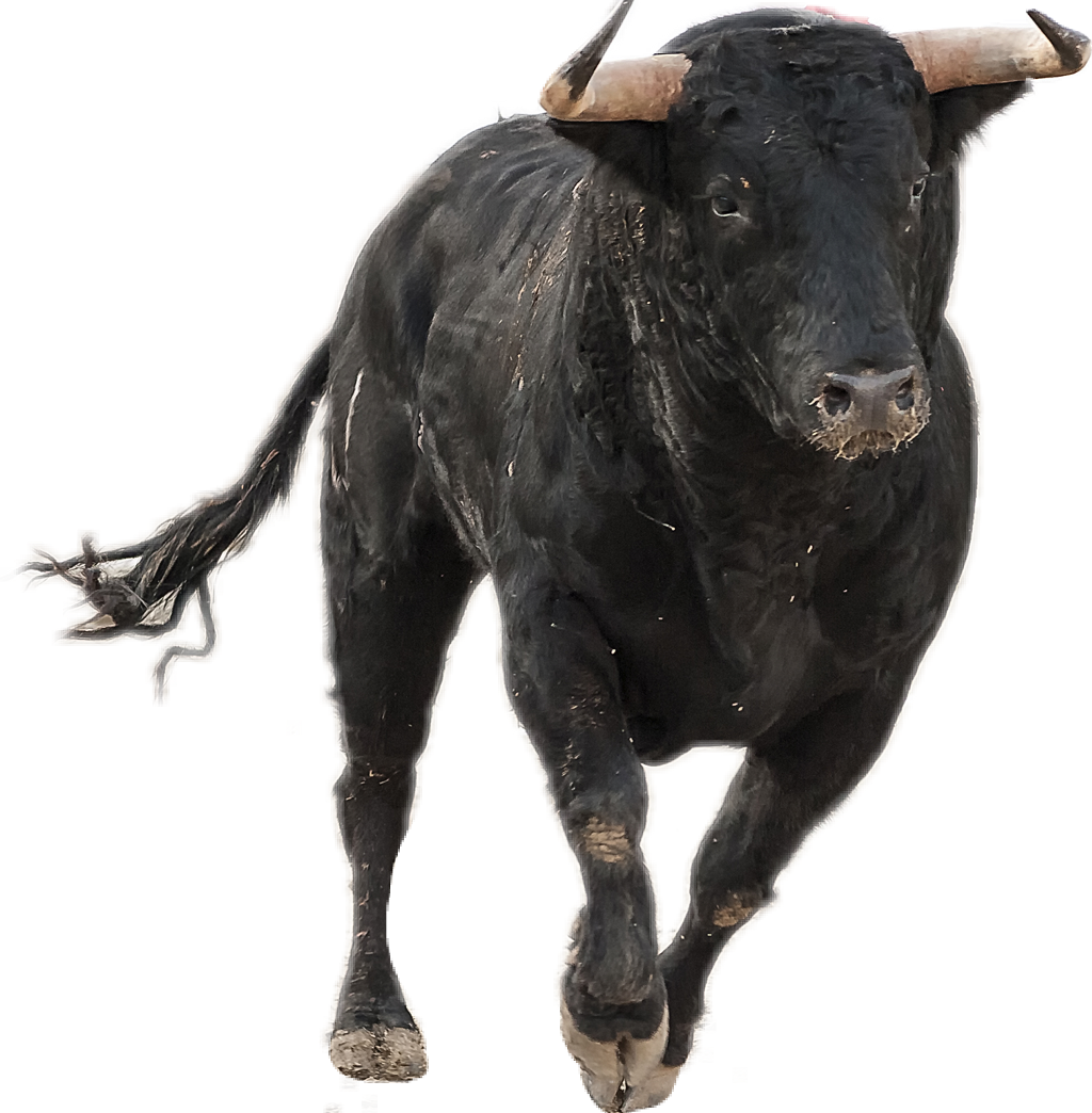 Bull Running Png & Free Bull Running.png Transparent Images #4508.