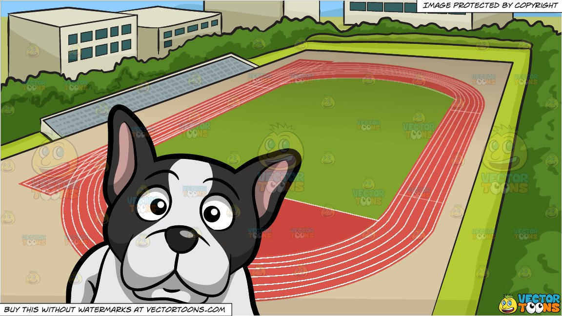An Alerted Young French Bulldog and Track And Field Background.