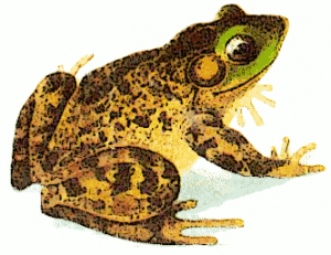 Bullfrog Clip Art Download.