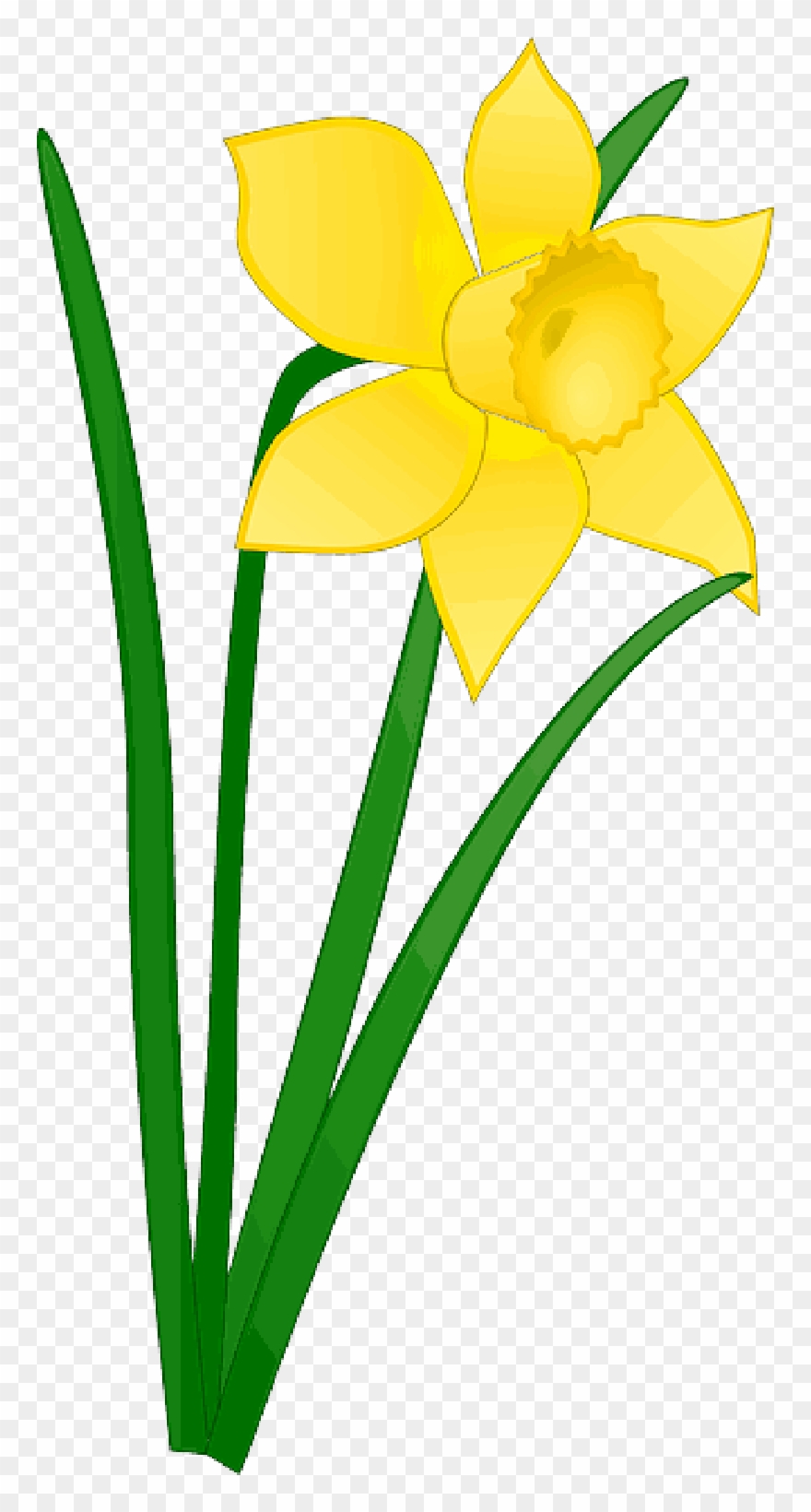bunch of daffodils clipart 10 free Cliparts | Download images on ...