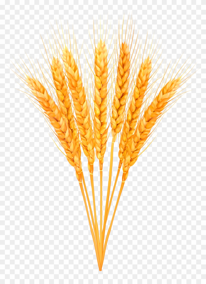 bundle of wheat clipart 19 free Cliparts | Download images on ...