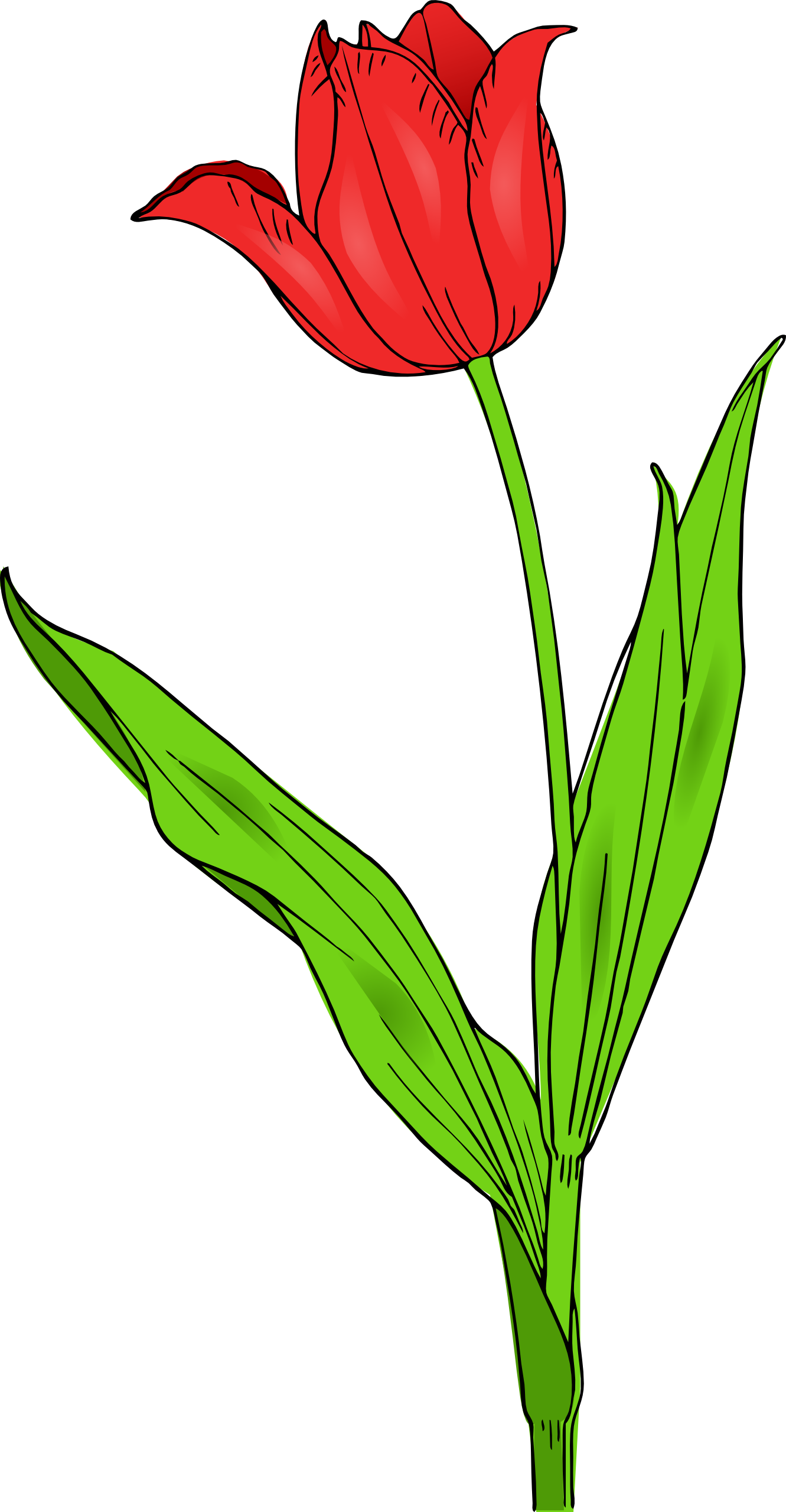 Lukisan Bunga Tulip Hitam Putih Kata Kata