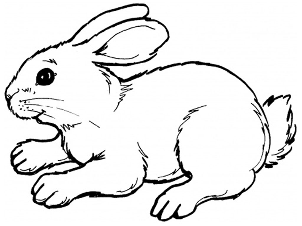 Black And White Rabbit Drawing at GetDrawings.com.